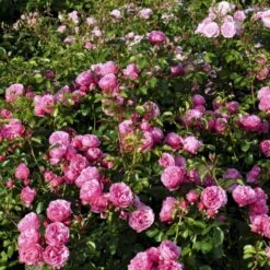 'Leonardo Da Vinci'® Rosa X 'Leonardo Da Vinci'® (Buketrose) A-Kvalitet,- Barrods Roser Min. 3 Grene