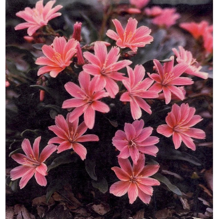 Lewisia 'Little Plum' Lewisia Longipetala 'Little Plum' 10 Cm. Potte