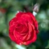 'Montana'® Rosa X 'Montana'® (Buketrose) A-Kvalitet,- Barrods Roser Min. 3 Grene