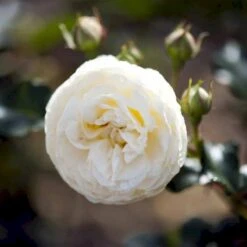 'Artemis'® Rosa X 'Artemis'® (Storblomstrende) A-Kvalitet,- Barrods Roser Min. 3 Grene