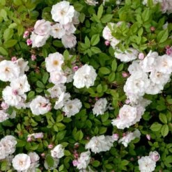 'Splendens' (syn. Ayrshire Queen) Rosa Arvensis 'Splendens' (Slyngrose) A-Kvalitet,- Barrods Roser Min. 3 Grene