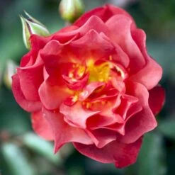 'Cinco De Mayo' Rosa X 'Cinco De Mayo' (Buketrose) A-Kvalitet,- Barrods Roser Min. 3 Grene