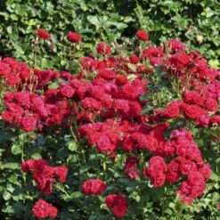 'Nina Weibull' Rosa X 'Nina Weibull' (Buketrose) A-Kvalitet,- Barrods Roser Min. 3 Grene