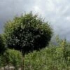 Kugle-Naur Acer Campestre 'Nanum' Opstammet 180 Cm. Med Potte
