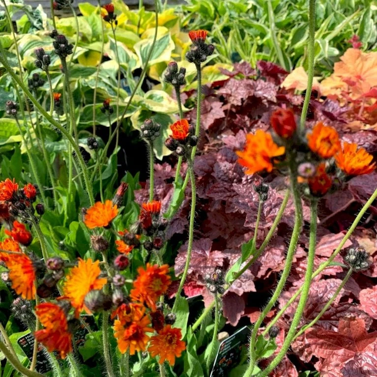 Pomeranshøgeurt Hieracium Aurantiacum 1 Liter Potte - Billede 3