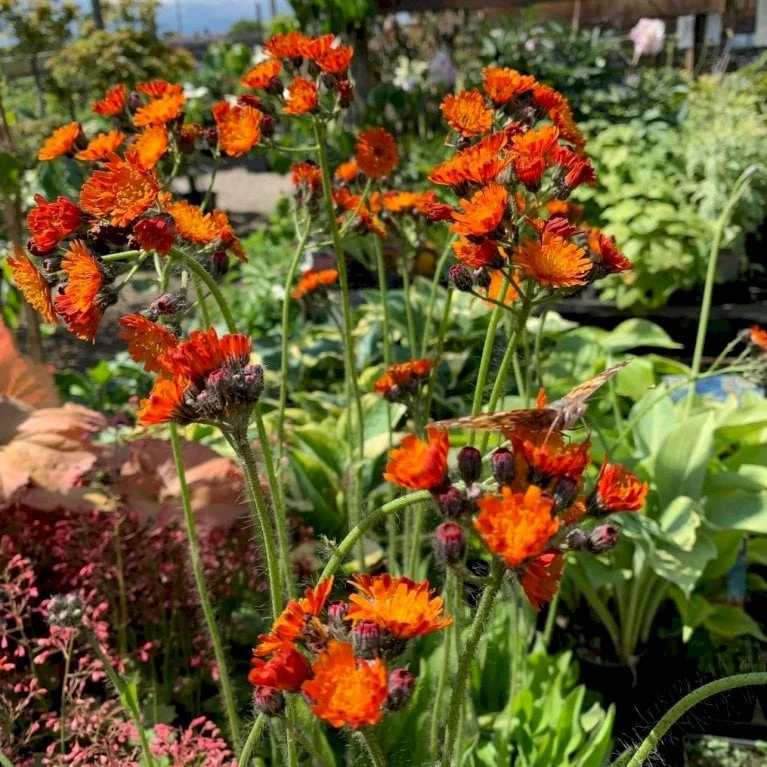 Pomeranshøgeurt Hieracium Aurantiacum 1 Liter Potte - Billede 4