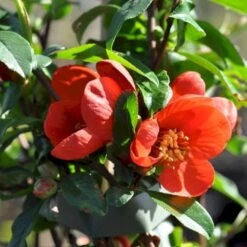 Japansk Kvæde 'Crimson And Gold' Chaenomeles Hyb. 'Crimson And Gold' 3,5 Liter Potte