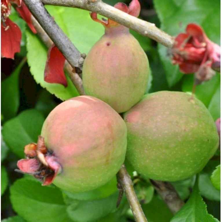 Japansk Kvæde 'Crimson And Gold' Chaenomeles Hyb. 'Crimson And Gold' 3,5 Liter Potte - Billede 3