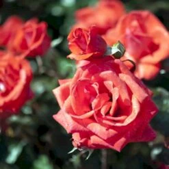 'Piccolo'® Rosa X 'Piccolo'® (Miniaturerose) A-Kvalitet,- Barrods Roser Min. 3 Grene