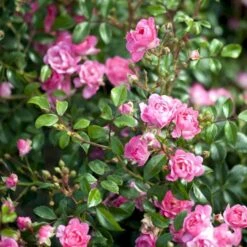 'Pink The Fairy' Rosa X 'Pink The Fairy' (Bunddækkerose) A-Kvalitet,- Barrods Roser Min. 3 Grene