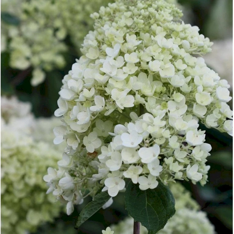 Syrén-Hortensia 'Silver Dollar' Hydrangea Paniculata 'Silver Dollar' Potte 3,0 Liter,- 25-30 Cm. - Billede 4