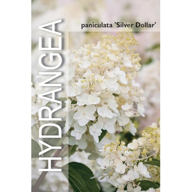 Syrén-Hortensia 'Silver Dollar' Hydrangea Paniculata 'Silver Dollar' Potte 3,0 Liter,- 25-30 Cm. - Billede 3