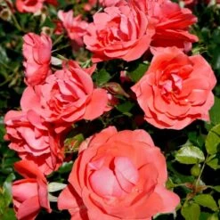 'Riberhus'™ Rosa X 'Riberhus'™ (Buketrose) A-Kvalitet,- Barrods Roser Min. 3 Grene
