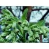 Stinkende Nyserod Helleborus Foetidus 1 Liter Potte