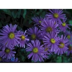 Amellusasters 'Mira' Aster Amellus 'Mira' 1 Liter Potte