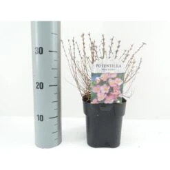 Buskpotentil 'Pink Queen' Potentilla Fruticosa 'Pink Queen' Potte 2,0 Liter,- 25-30 Cm.