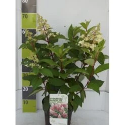 Syrén-Hortensia 'Pinky-Winky' ® Hydrangea Paniculata 'Pinky-winky' ® Potte 4,0 Liter,- 40-50 Cm.