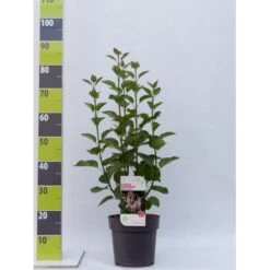 Preston Syrén 'Redwine' Syringa Prestoniae 'Redwine' Potte 4,0 Liter,- 50-60 Cm.