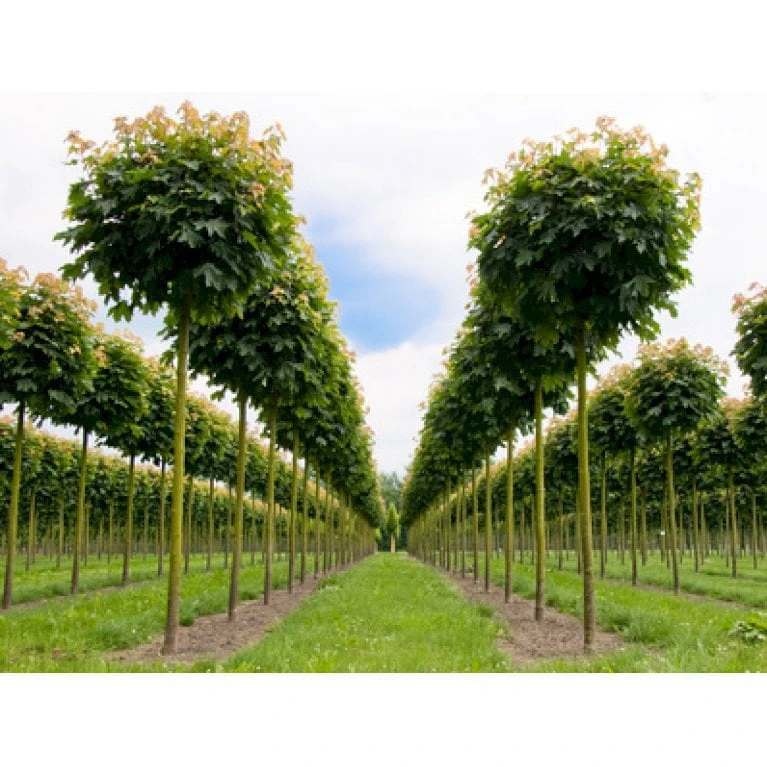 Kugleløn / Kugleahorn Acer Platanoides 'Globosum' Opstammet 180 Cm. 15 Liter Potte,- 2 års Krone - Billede 3