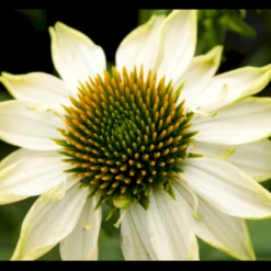 Purpursolhat 'Pow Wow - White' Echinacea Purpurea 'Pow Wow - White' Potte 2 Liter.
