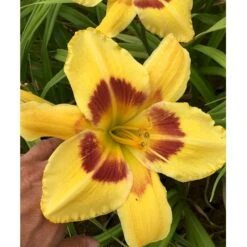 Daglilje 'King Georg' Hemerocallis 'King Georg' Potte 2 Liter.