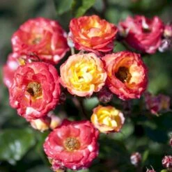 'Rumba' Rosa X 'Rumba' (Buketrose) A-Kvalitet,- Barrods Roser Min. 3 Grene