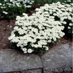 Snepude 'Weisser Zwerg' Iberis Sempervirens 'weisser Zwerg' ('Little Gem') 10 Cm. Potte