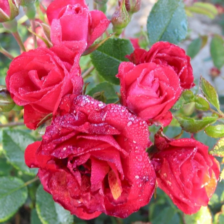 'Scarlet Meidiland' Rosa X 'Scarlet Meidiland' (Bunddækkerose) A-Kvalitet,- Barrods Roser Min. 3 Grene