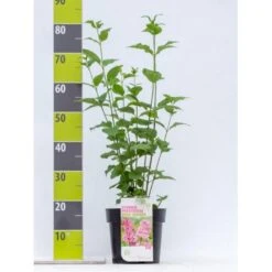 Preston Syren 'Miss Canada' Syringa Prestoniae 'Miss Canada' Potte 4,0 Liter,- 50-60 Cm.