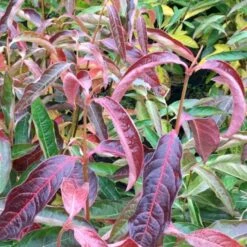 Kongebusk 'Splendid Choiz' Viburnum Nudum 'Splendid Choiz' 5 Liter