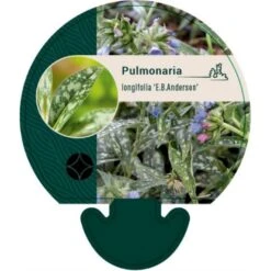 Lungeurt 'E.B. Anderson' Pulmonaria Longifolia 'E.b. Anderson' 9 Cm. Potte
