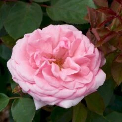 'Sofiero'™ Rosa X 'Sofiero'™ (Slotsrose) A-Kvalitet,- Barrods Roser Min. 3 Grene