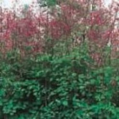 Frøstjerne Thalictrum Rochebrunnianum 1 Liter Potte