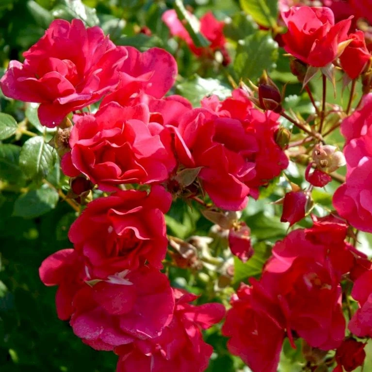 'Sommermärchen'® Rosa X 'Sommermärchen'® (Bunddækkerose) A-Kvalitet,- Barrods Roser Min. 3 Grene - Billede 3