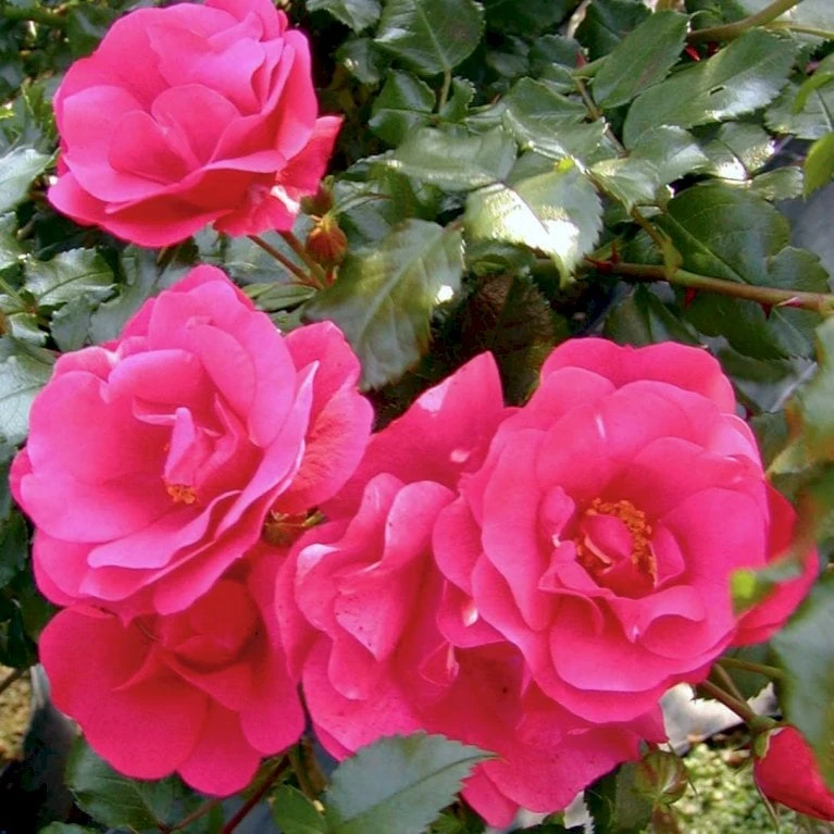 'Sommermärchen'® Rosa X 'Sommermärchen'® (Bunddækkerose) A-Kvalitet,- Barrods Roser Min. 3 Grene - Billede 4