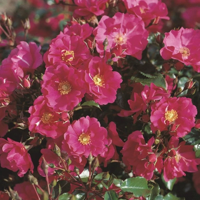 'Sommermärchen'® Rosa X 'Sommermärchen'® (Bunddækkerose) A-Kvalitet,- Barrods Roser Min. 3 Grene - Billede 5