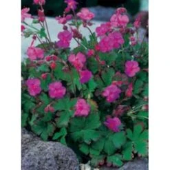 Engelsk Storkenæb 'Karmina' Geranium Cantabrigiense 'Karmina' 10 Cm. Potte