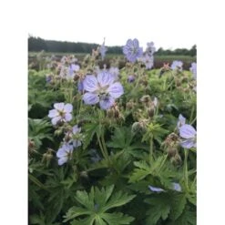 Eng-Storkenæb 'Mrs Kendall Clark' Geranium Pratense 'Mrs Kendall Clark' 1 Liter Potte