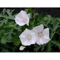 Moskus-Katost 'Alba' Malva Moschata 'Alba' 1 Liter Potte