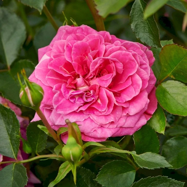 'Topkapi™ Palace'® Rosa X 'Topkapi™ Palace'® (Palacerose) A-Kvalitet,- Barrods Roser Min. 3 Grene