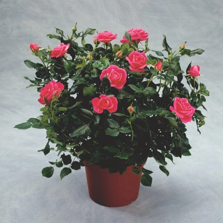 'Topkapi™ Palace'® Rosa X 'Topkapi™ Palace'® (Palacerose) A-Kvalitet,- Barrods Roser Min. 3 Grene - Billede 3