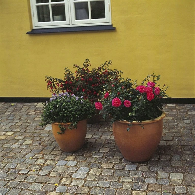 'Topkapi™ Palace'® Rosa X 'Topkapi™ Palace'® (Palacerose) A-Kvalitet,- Barrods Roser Min. 3 Grene - Billede 4