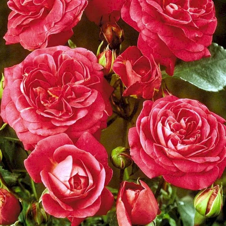 'Topkapi™ Palace'® Rosa X 'Topkapi™ Palace'® (Palacerose) A-Kvalitet,- Barrods Roser Min. 3 Grene - Billede 6