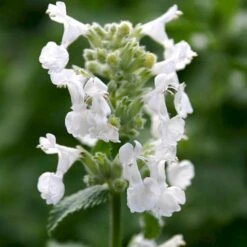 Blåkant 'Alba' Nepeta Faassenii 'Alba' 10 Cm. Potte