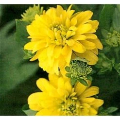 Solhat 'Goldquelle' Rudbeckia Laciniata 'Goldquelle' 1 Liter Potte