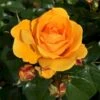 'Friendship Forever'™ Rosa X 'Friendship Forever'™ (Buketrose) A-Kvalitet,- Barrods Roser Min. 3 Grene