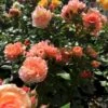 'Prins Henrik’™ Rosa X 'Prins Henrik'™ (Buketrose) A-Kvalitet,- Barrods Roser Min. 3 Grene