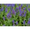 Staude-Salvie 'Blauhügel' Salvia Nemorosa 'Blauhügel' 1 Liter Potte