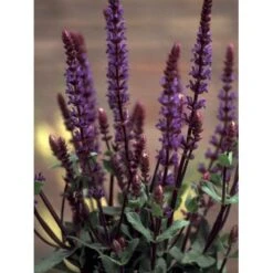 Staude-Salvie 'Caradonna' Salvia Nemorosa 'Caradonna' 1 Liter Potte