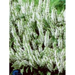 Staude-Salvie 'Schneehügel' Salvia Nemorosa 'Schneehügel' 1 Liter Potte